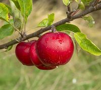 Akane æble